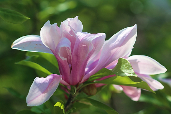 Backlit Magnolia: May 7
