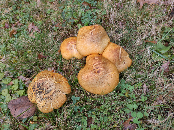 Last of the Shrooms: Oct. 24