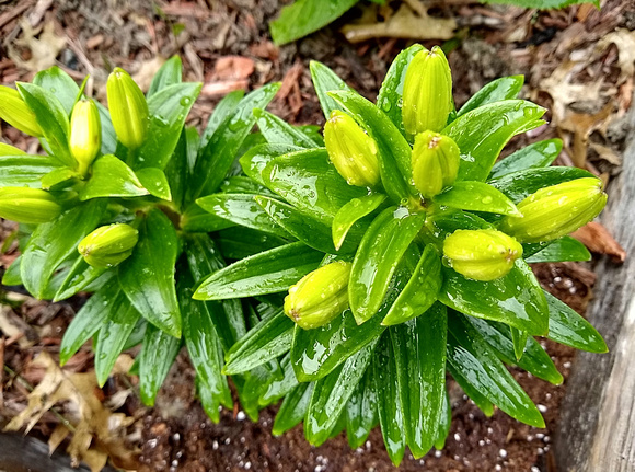 Lilies in Waiting: May 21