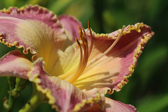 Buckeye Lily: July 8