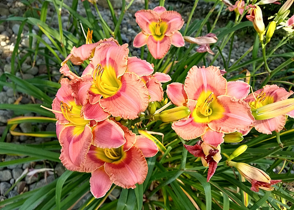 Lovely Lilies: July 15