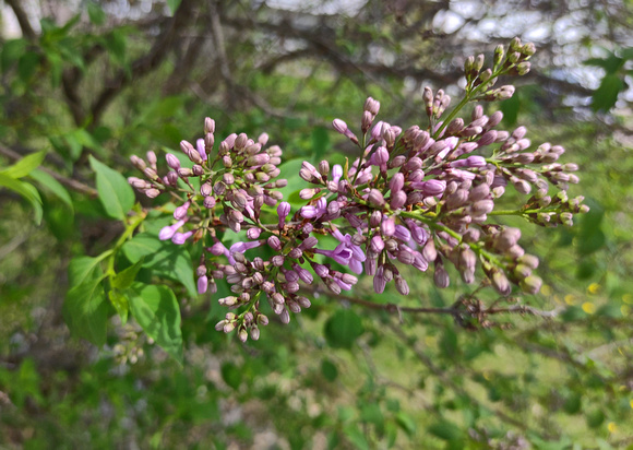 Lilacs: April 25