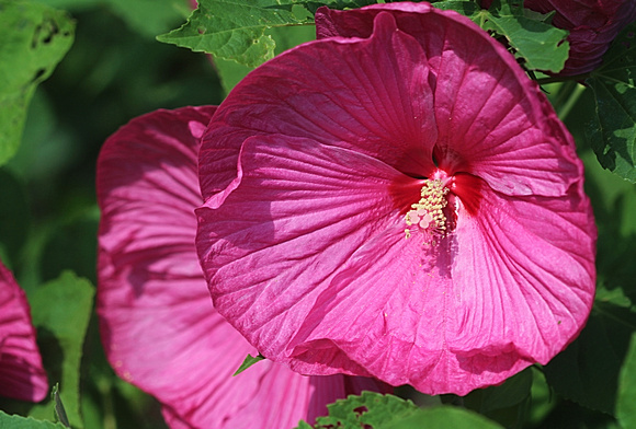 Hibiscus Ho: July 29