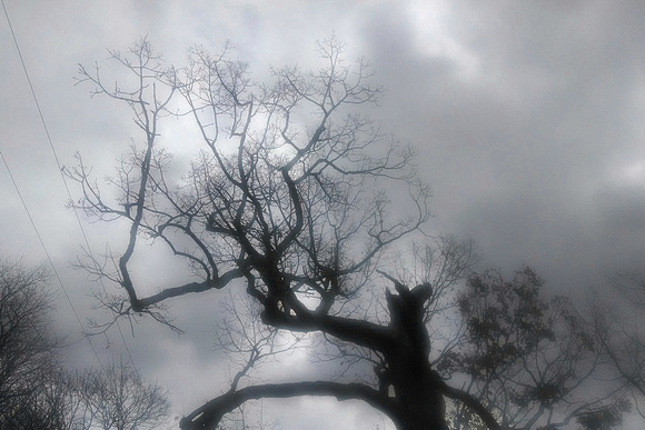 Spooky Tree: Nov. 29