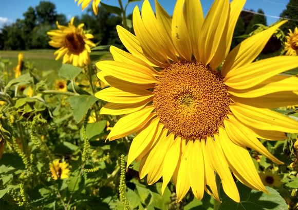 Sunny Flower: Aug. 25