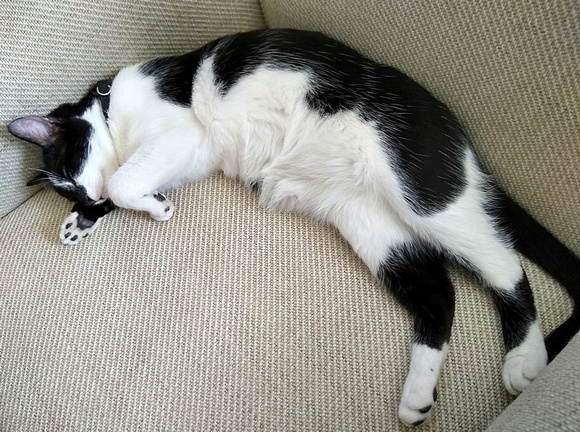 Let Sleeping Cats Lie: Aug. 28