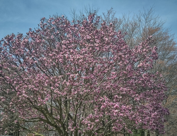 Full Bloom: April 24