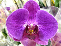 Purple Orchid: Dec. 30