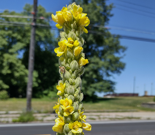 Tall Yellow Thingy: June 28