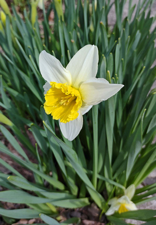 First Daffies: March 31