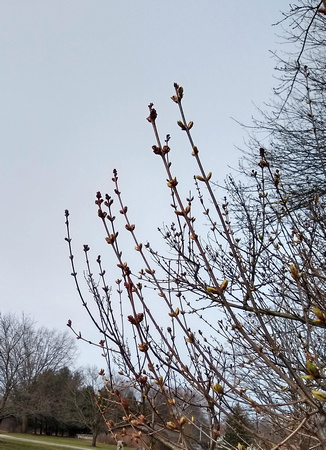 Lilac Buds: March 18