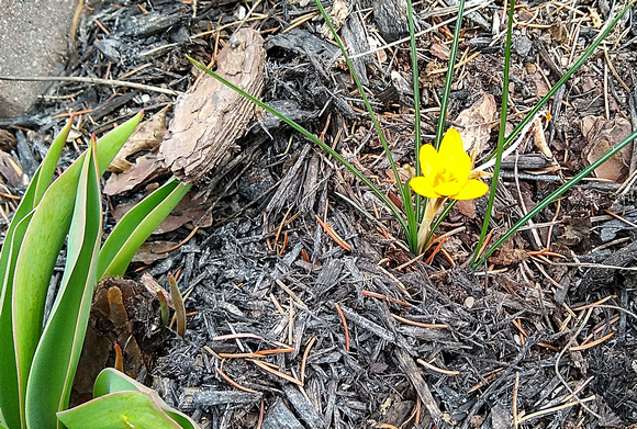 First Bloom: March 18