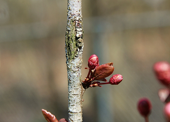 Sign of Spring: March 29