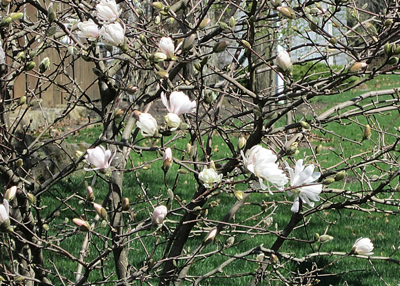 Magnolias: April 3