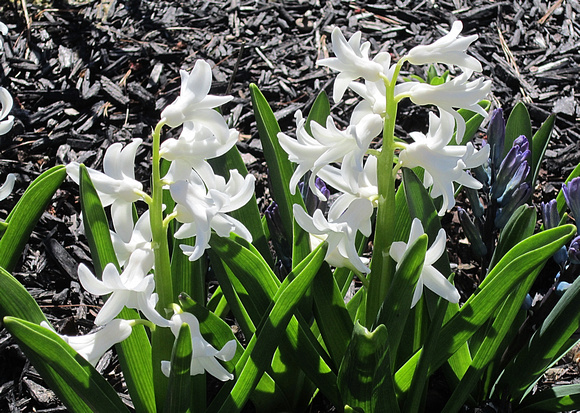 Hyacinths: April 3
