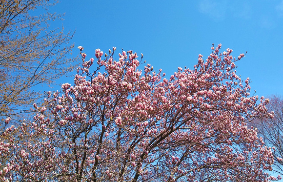 Magnolia Magnificence: April 6