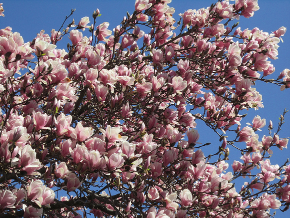 Magnolias: April 8