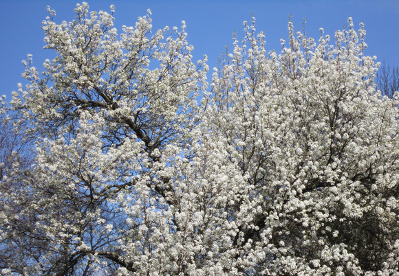 Beautiful Blooms: April 8