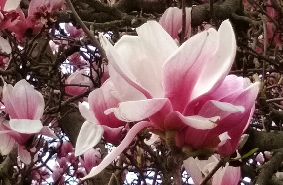 Magnolia Beauty: April 14