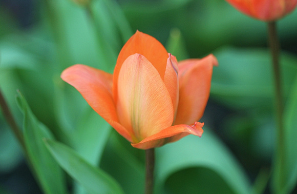First Tulips: April 12
