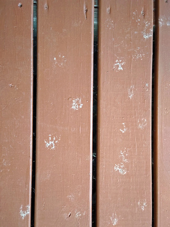 Pawprints: Dec. 10