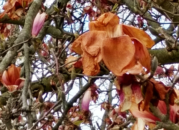 Magnolias No More: April 18