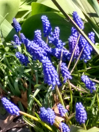 Loopy Lupine: April 22