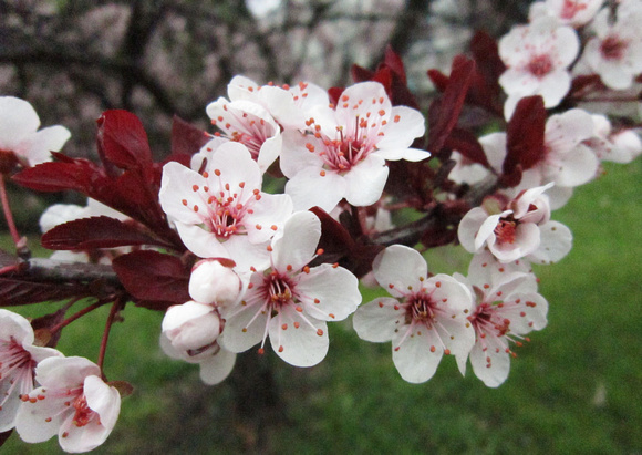 Blooming Crazy: April 24