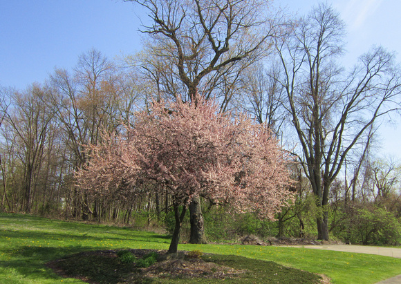 Blossoming: April 25