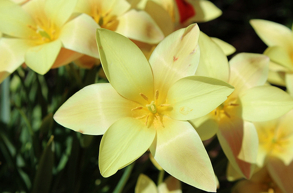 Tulipa Tinka: May 3