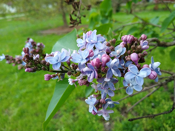 Lovely Lilacs: May 4