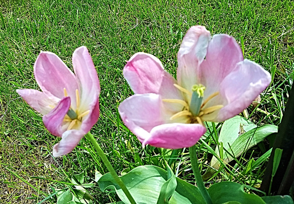 Tulip Twins: May 16