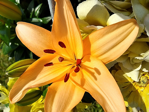 First Lily: June 2