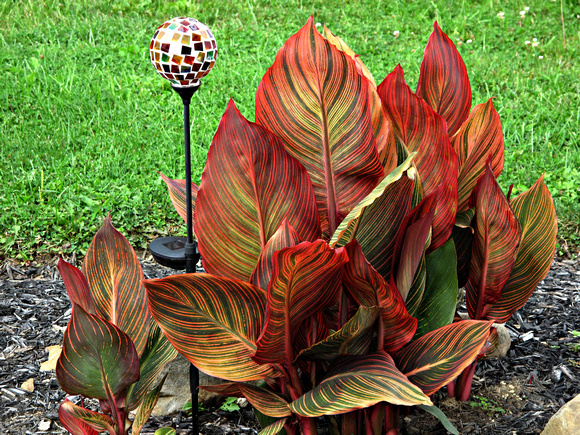 Canna Colors: Sept. 13