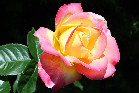 First Rose: June 8