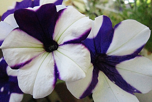 Purple Petunias: June 16