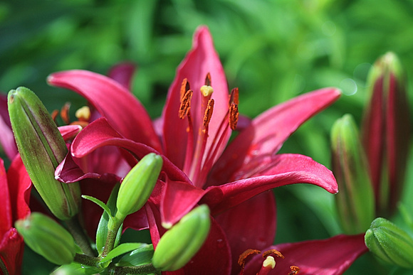 Lilies to Spare: June 23