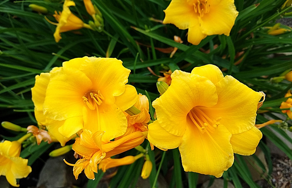 Sunshine Flowers: June 24