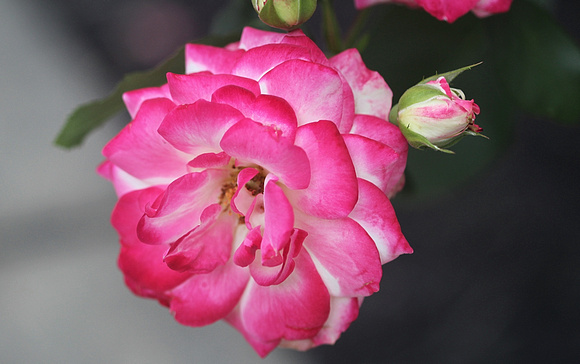Neighbor's Rose: June 25