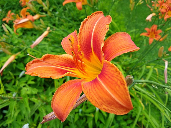 Wild Lily: June 27