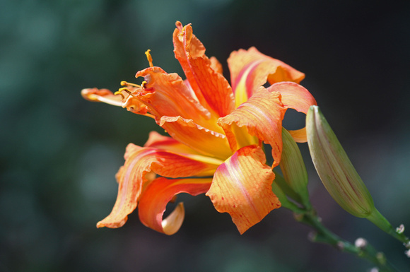 Tiger Lily: Aug. 5