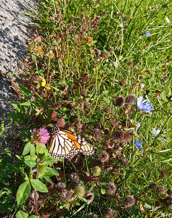 First Flutterby: Aug. 17