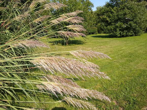 Summer Grass: Sept. 9