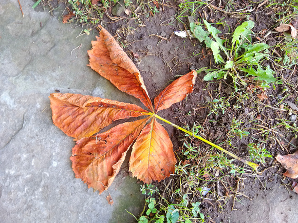 Buckeye Leaf: Sept. 30