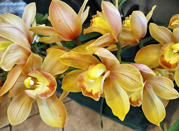 Golden Orchids: March 14
