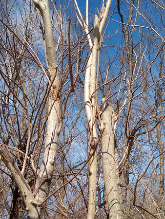 Tree Lines: Feb. 25