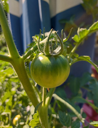 Tomatose: Aug. 5