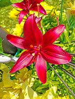 Last of Our Reds: July 2