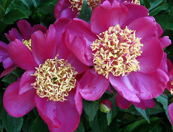 Peonies with Pizazz: May 29