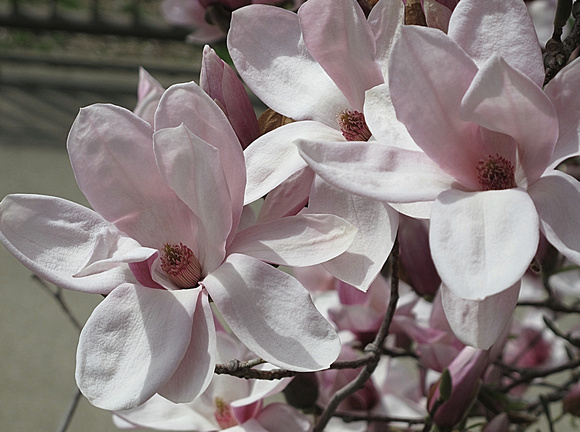 Columbus Magnolias
